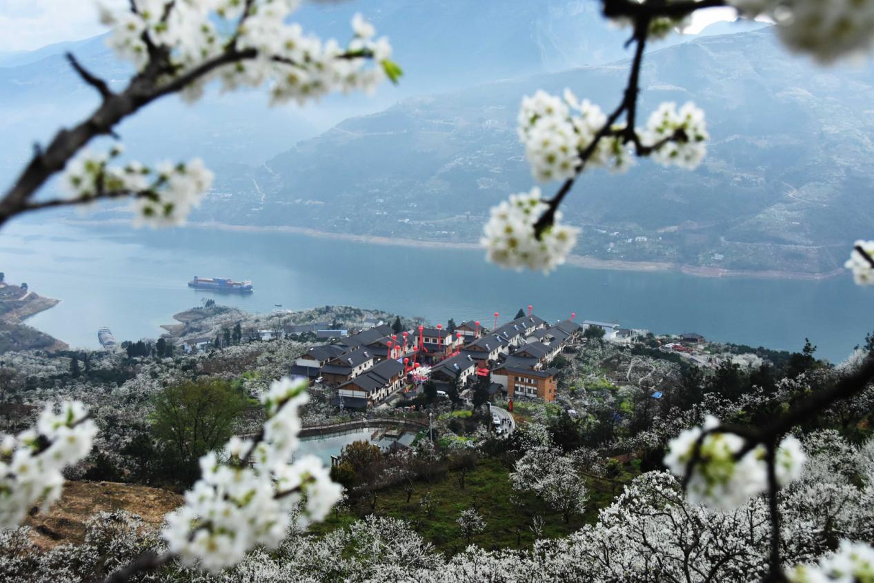 A B&B courtyard with blossoming plum in Ganyuan Village, Quchi Town, Wushan County. Photo by Wang Zhonghu