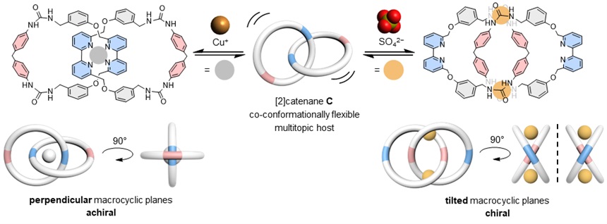 The “180°-turn” of the interlocked macrocycles allows the catenane host to switch binding modes to accommodate copper(I) or sulfate ion guests selectively. Image adapted from Nature Communications.