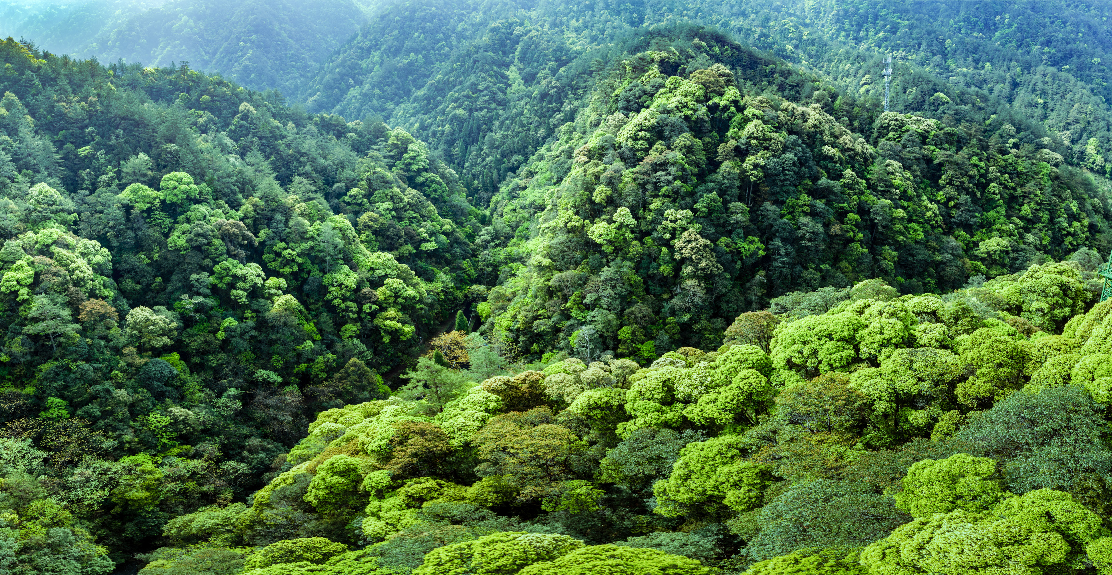 Primary evergreen broadleaf forest in Qianjiangyuan